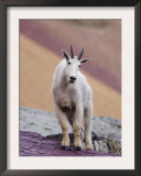 Mountain Goat Adult in Summer Coat, Glacier National Park, Montana, USA Prints by Rolf Nussbaumer