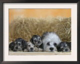Domestic Dog, Dandie Dinmont Terrier with Four Puppies, 6 Weeks Posters by Petra Wegner