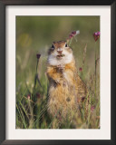 European Suslik Souslik Adult Standing, National Park Lake Neusiedl, Austria Print by Rolf Nussbaumer