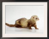 Ferret Prints by  Steimer