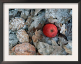 Apple, and Hoarfrost Covered Leaves in Winter Posters by De Cuveland