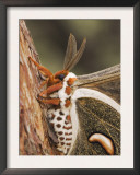 Cecropia Moth Adult Resting on Texas Madrone Bark, Hill Country, Texas, USA Print by Rolf Nussbaumer