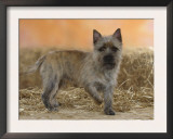 Cairn Terrier Standing with One Paw Raised Prints by Petra Wegner