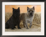 Two Cairn Terriers of Different Coat Colours Posters by Petra Wegner