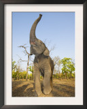 Asian Indian Elephant Holding Trunk in the Air, Bandhavgarh National Park, India. 2007 Posters by Tony Heald