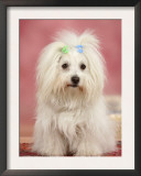 Coton De Tulear Dog Sitting Down Poster by Petra Wegner