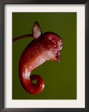 Unidentified Tropical Flower, Marojejy National Park, North East Madagascar Poster by Inaki Relanzon