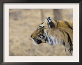 Bengal Tiger Looking Alert, Note Porcupine Quill Stuck in Neck, Ranthambhore Np, Rajasthan, India Art by T.j. Rich