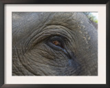 Indian Elephant Close Up of Eye, Controlled Conditions, Bandhavgarh Np, Madhya Pradesh, India Art by T.j. Rich
