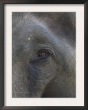 Indian Elephant Close Up of Eye, Controlled Conditions, Bandhavgarh Np, Madhya Pradesh, India Posters by T.j. Rich