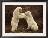 Two Polar Bears Play Fighting, Churchill, Hudson Bay, Canada Art by Inaki Relanzon