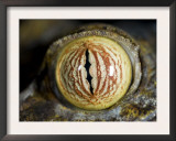 Close Up of Eye of Leaf Tailed Gecko Eye Detail, Nosy Mangabe, Northeast Madagascar Art by Inaki Relanzon