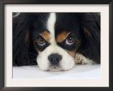 Cavalier King Charles Spaniel, Tricolour, Portrait Prints by Petra Wegner