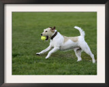 Parson Russell Terrier Running with a Ball in its Mouth Poster by Petra Wegner