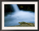 European Salamander on Rock in Stream, Pyrenees, Navarra Region, Spain Prints by Inaki Relanzon