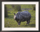 Indian Rhinoceros with Egret Beside, Kaziringa Np, Assam, India Posters by T.j. Rich