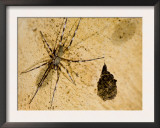 Unidentified Spider with Eggs in a Cave, Ankarana Special Reserve, Ambilobe, North Madagascar Prints by Inaki Relanzon