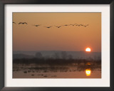 Common Cranes Flying in Formation at Sunrise, Hornborgasjon Lake, Sweden Art by Inaki Relanzon