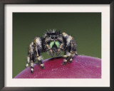 Daring Jumping Spider Adult on Fruit of Texas Prickly Pear Cactus Rio Grande Valley, Texas, USA Prints by Rolf Nussbaumer