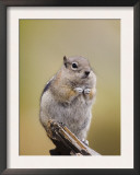 Golden-Mantled Ground Squirrel Rocky Mountain National Park, Colorado, USA Prints by Rolf Nussbaumer