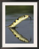 Checkered Garter Snake Adult Swimming, Rio Grande Valley, Texas, USA Prints by Rolf Nussbaumer