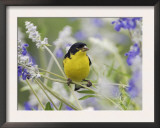 Lesser Goldfinch Black-Backed Male on Mealy Sage Hill Country, Texas, USA Posters by Rolf Nussbaumer