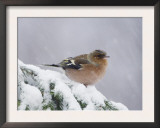 Common Chaffinch Adult on Spruce Branch in Snow, Switzerland, December Prints by Rolf Nussbaumer
