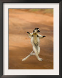 Verreaux's Sifaka 'Dancing', Berenty Private Reserve, South Madagascar Posters by Inaki Relanzon