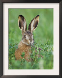 European Brown Hare Juvenile in Field, Lake Neusiedl, Austria Posters by Rolf Nussbaumer