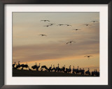 Common Cranes at Sunset, Some on Ground, with Others Landing, Hornborgasjon Lake, Sweden Posters by Inaki Relanzon