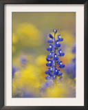 Texas Bluebonnet in Field of Wildflowers, Gonzales County, Texas Prints by Rolf Nussbaumer