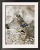 Crevice Spiny Lizard Hill Country, Texas, USA Posters by Rolf Nussbaumer
