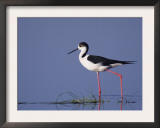 Black-Winged Stilt Adult Wading, Lake Neusiedl, Austria Posters by Rolf Nussbaumer