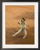 Verreaux's Sifaka 'Dancing', Berenty Private Reserve, South Madagascar Prints by Inaki Relanzon