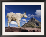 Mountain Goat Adult Shedding Winter Coat, Mount Reynolds, Glacier National Park, Montana, USA Prints by Rolf Nussbaumer