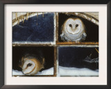 Barn Owls Looking out of a Barn Window Germany Posters by Dietmar Nill