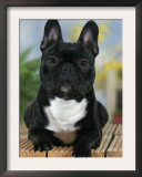 Domestic Dog, French Bulldog Posters by Petra Wegner