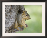 Eastern Fox Squirrel in Tree Cavity, Hill Country, Texas, USA Prints by Rolf Nussbaumer