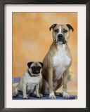 Pug Sitting Next to a Mixed Breed Dog on a Rug Posters by Petra Wegner