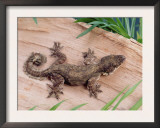 Flying Gecko Prints by  Steimer