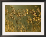 Common Reeds, Bude Canal, Cornwall, UK Print by Ross Hoddinott