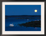 Mute Swan before Sunrise with Full Moon, Hornborgasjon Lake, Sweden Art by Inaki Relanzon