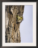 Ferruginous Pygmy-Owl Young Peering Out from Nest Hole, Rio Grande Valley, Texas, USA Prints by Rolf Nussbaumer