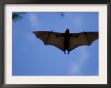 Madagascar Flying Fox Fruit Bat in Flight, Berenty Private Reserve, South Madagascar Prints by Inaki Relanzon