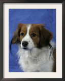 Small Dutch Waterfowl Dog Posters by Petra Wegner
