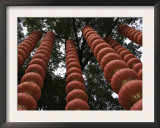 Red Chineese Lanterns Hanging from a Tree Posters by Ryan Ross
