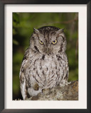 Eastern Screech-Owl Adult at Night, Texas, Usa, April 2006 Posters by Rolf Nussbaumer