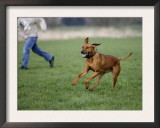 Rhodesian Ridgeback Running in a Field Prints by Petra Wegner