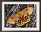 Io Moth Male on Mesquite Tree Bark in Defensive Pose, Rio Grande Valley, Texas, Usa, April Print by Rolf Nussbaumer