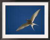 Arctic Tern in Flight, Snafelsness Peninsula, West Iceland Posters by Inaki Relanzon